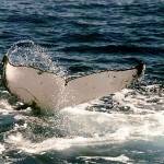 Whales Tail Uvita Costa Rica