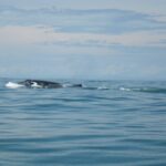 Whale Siting in Uvita Costa Rica