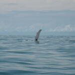 Uvita Costa Rica Whale Fin