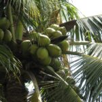 Costa Rica Green Coconut Tree