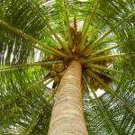 Coconut tree view from below